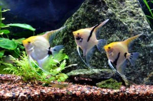 aquarium