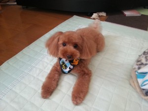 dog